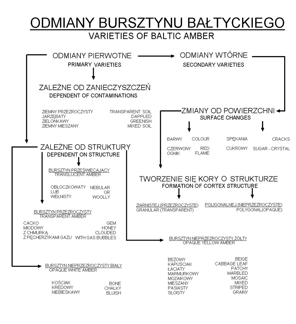Odmiany bursztynu bałtyckiego